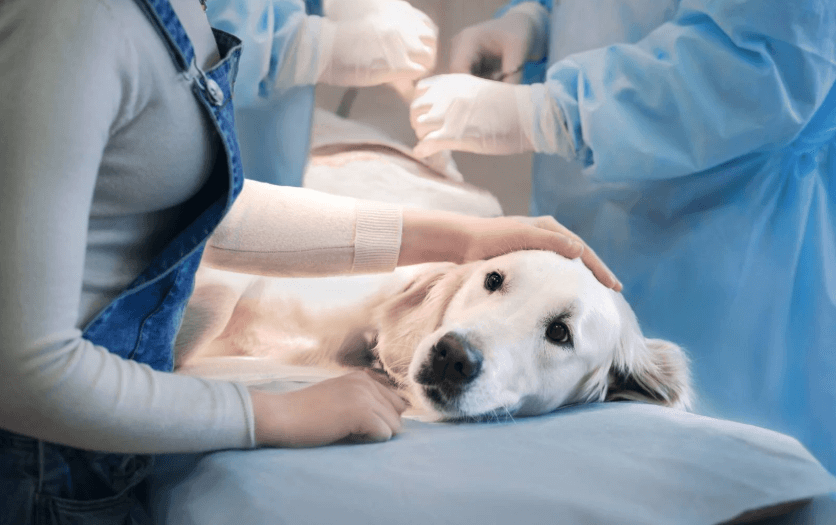 Finding the Right 24 hour vet hong kong Services for Your Pets