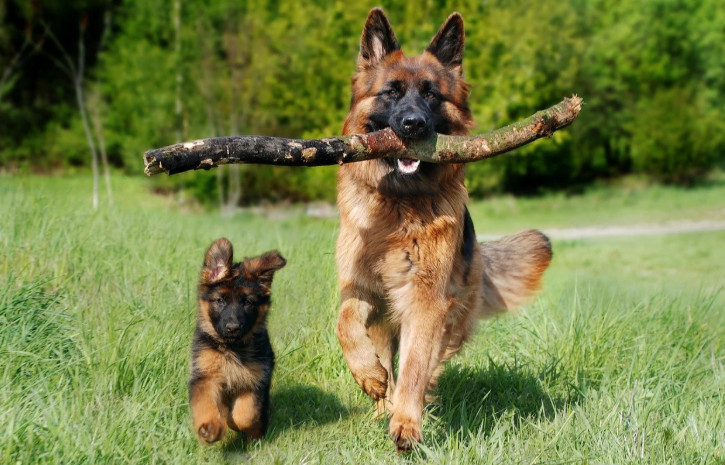 Sable German Shepherd Puppy: The Classic Working Line Guardian