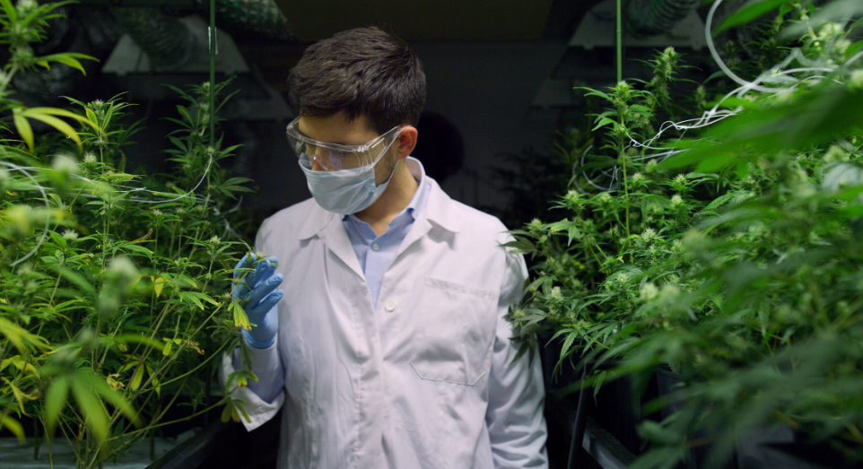 The Green Revolution of Dispensary Cannabis