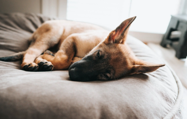 Why Is My Dog Sleeping With Its Eyes Closed? Causes, Concerns, and When to Act